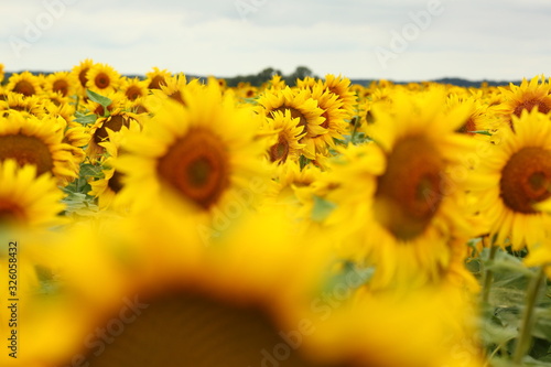  yellow sunflowers blossomed in the field, like the sun