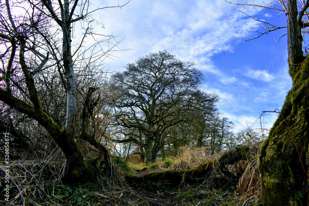 trees and blue sky trees and blue sky