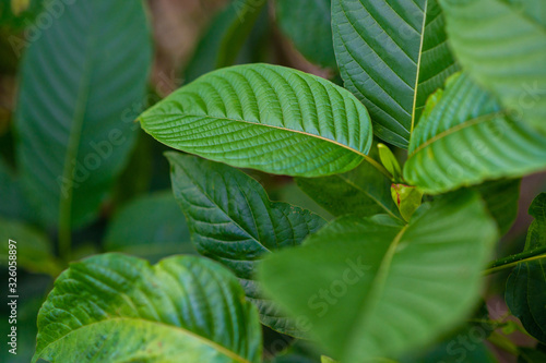 Kratom (Mitragyna speciosa) green Is a type of drug