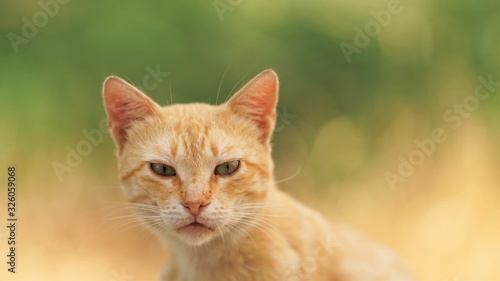 Lovely ginger cat portrait. Close-up face with an interesting look. Natural background of the summer garden in blur © Omega
