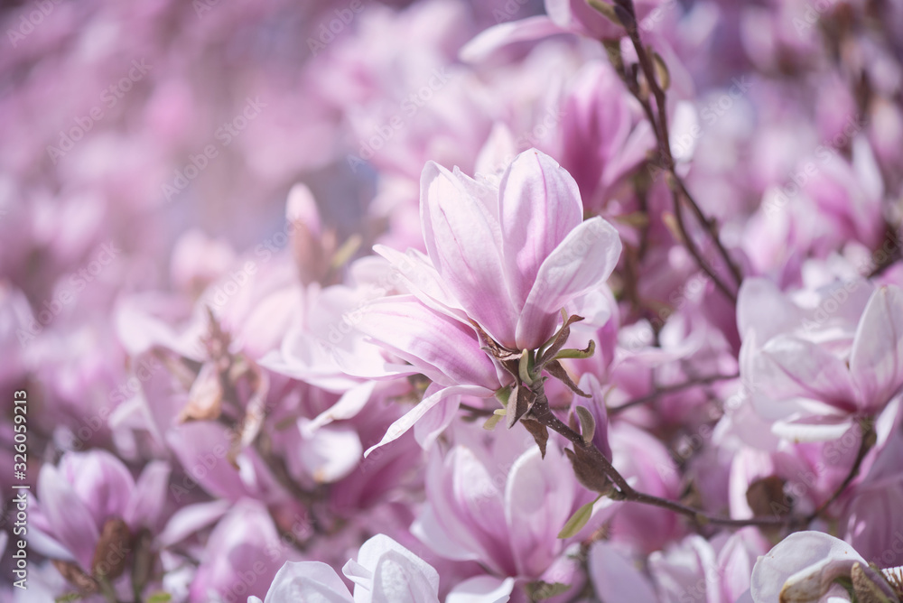 Pink Magnolia Flowers Close Up. Spring flowers, floral background. Pink Magnolia Flowers Close Up. Spring flowers, floral background.