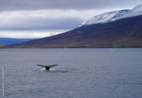 humpback whale diving to the ocean and tail on the surface  with mountain view