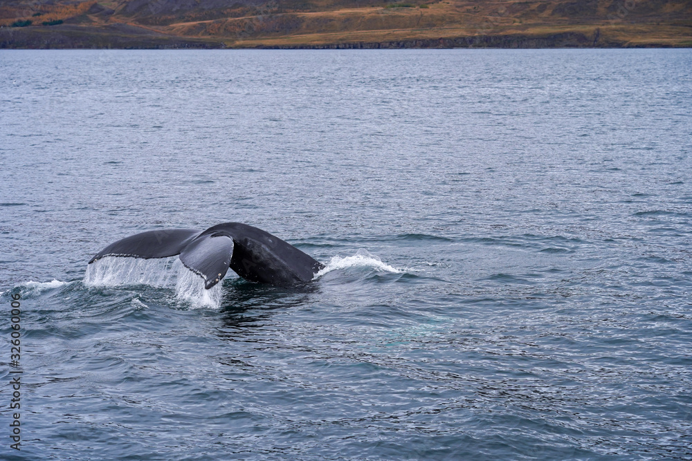 Fototapeta premium humpback whale diving to the ocean and tail on the surface 