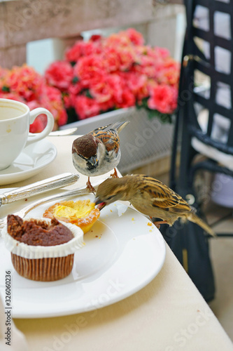 A small bird eating breakfast crumbs on a terrace overlooking the Grand Canal in Venice, Italy photo