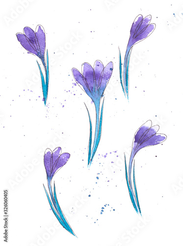 Watercolor scetch violet crocuses © Tatiana