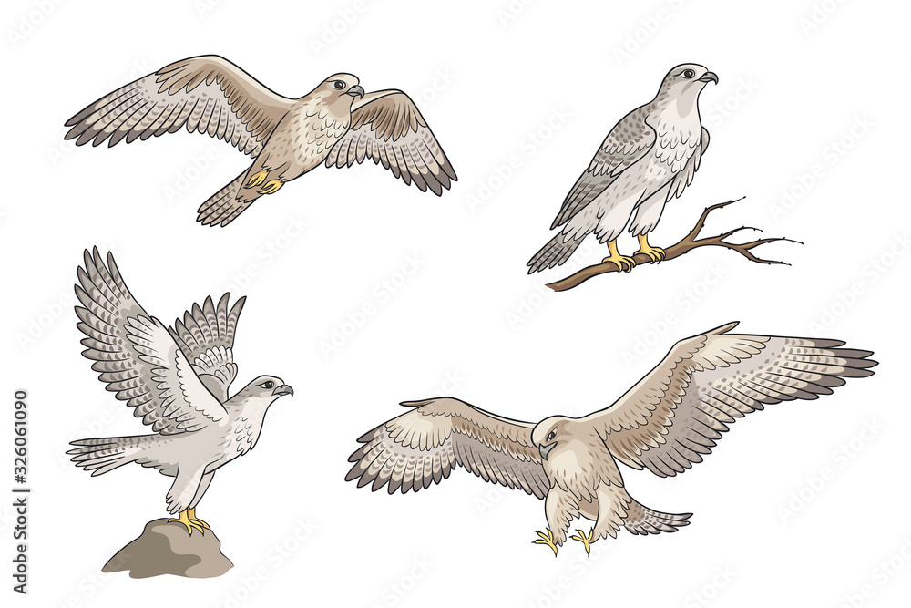 Set of falcons - vector illustration Set of falcons - vector illustration