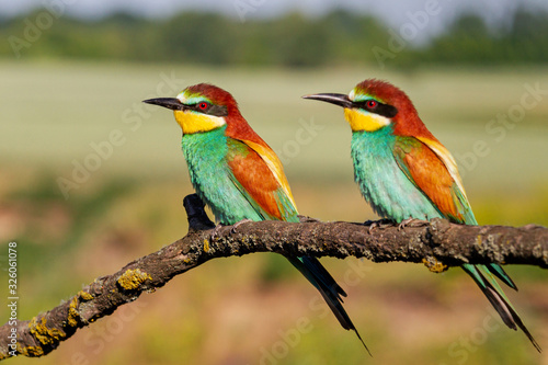 two beautiful birds are sitting on a branch