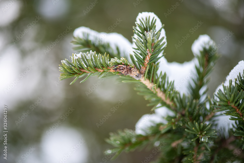 branch of a fir tree branch of a fir tree