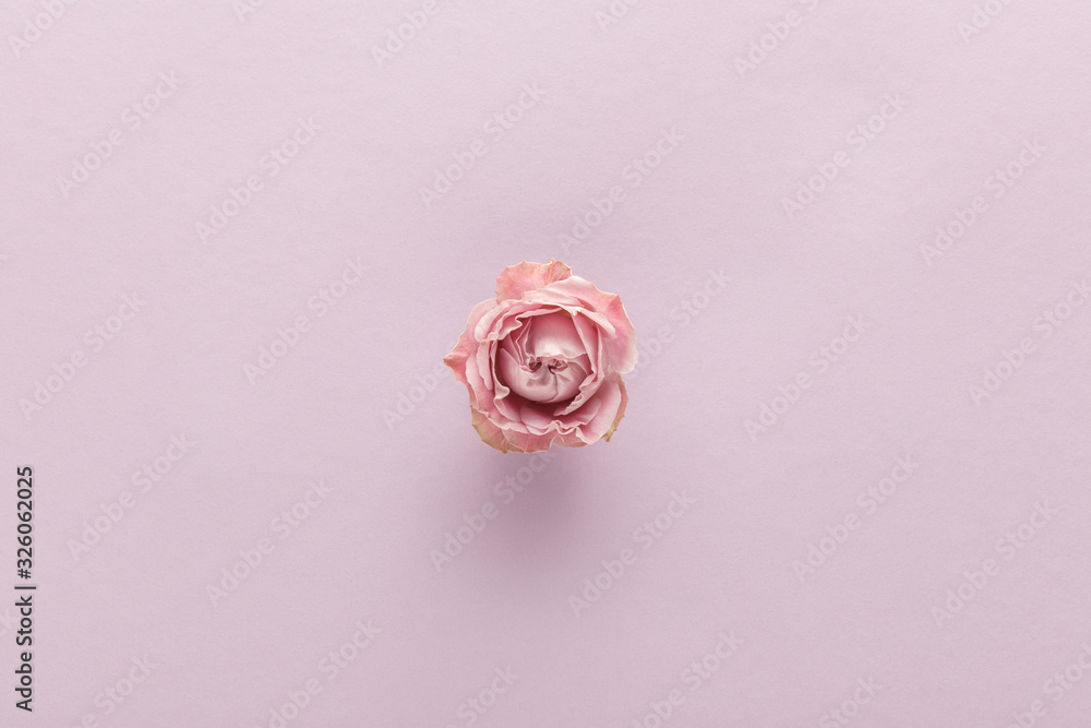 top view of blooming pink rose on violet background - obrazy, fototapety, plakaty 