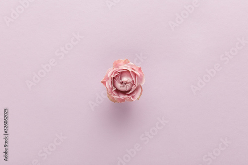 top view of blooming pink rose on violet background