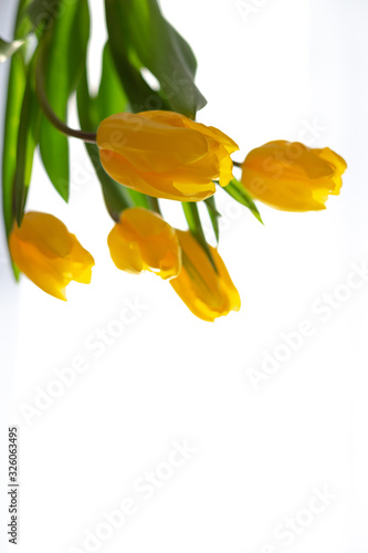 Delicate bouquet of five yellow tulips in white backlight. Isolated