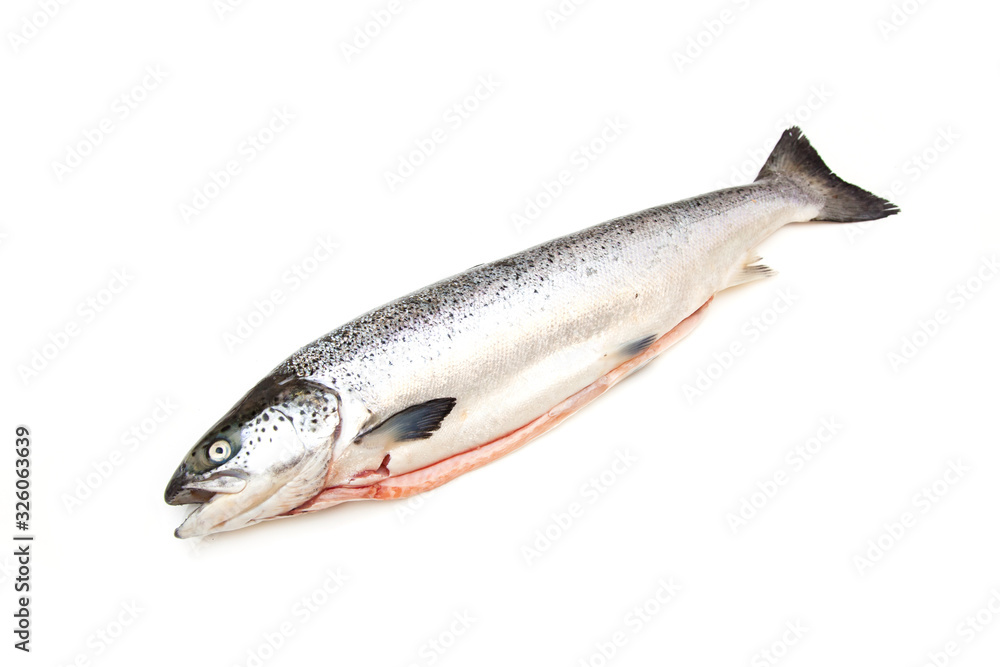 Altantic Slamon fish isolated on a white studio background. Altantic Slamon fish isolated on a white studio background.