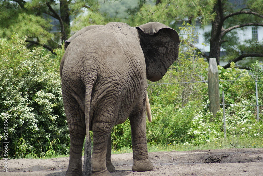 Fototapeta premium Elephant