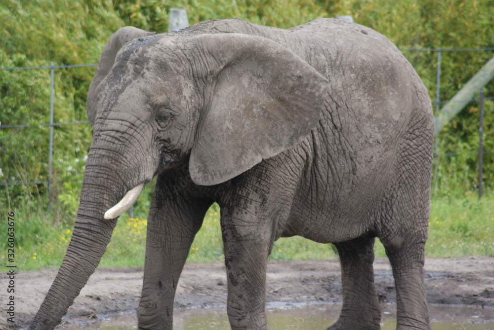 Fototapeta premium Elephant