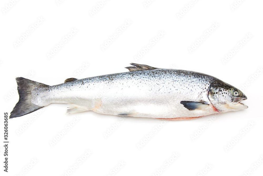 Altantic Slamon fish isolated on a white studio background. Altantic Slamon fish isolated on a white studio background.