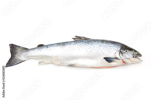 Altantic Slamon fish isolated on a white studio background.