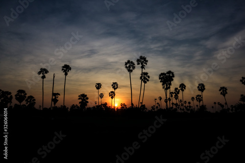 Silhouette coconut palm tree at sunset. nature outdoor photography. wallpaper of nature.