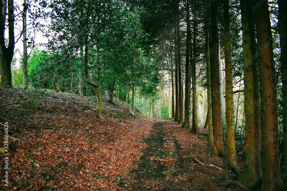 path in the forest path in the forest