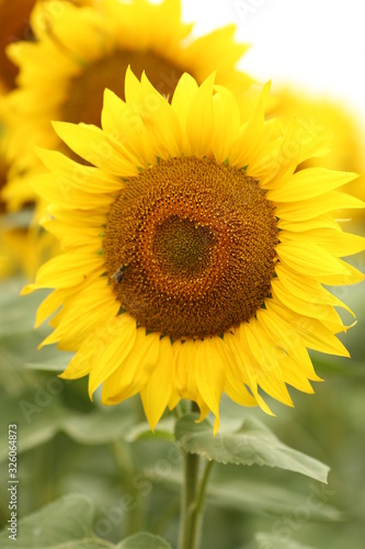 yellow sunflowers blossomed in the field  like the sun