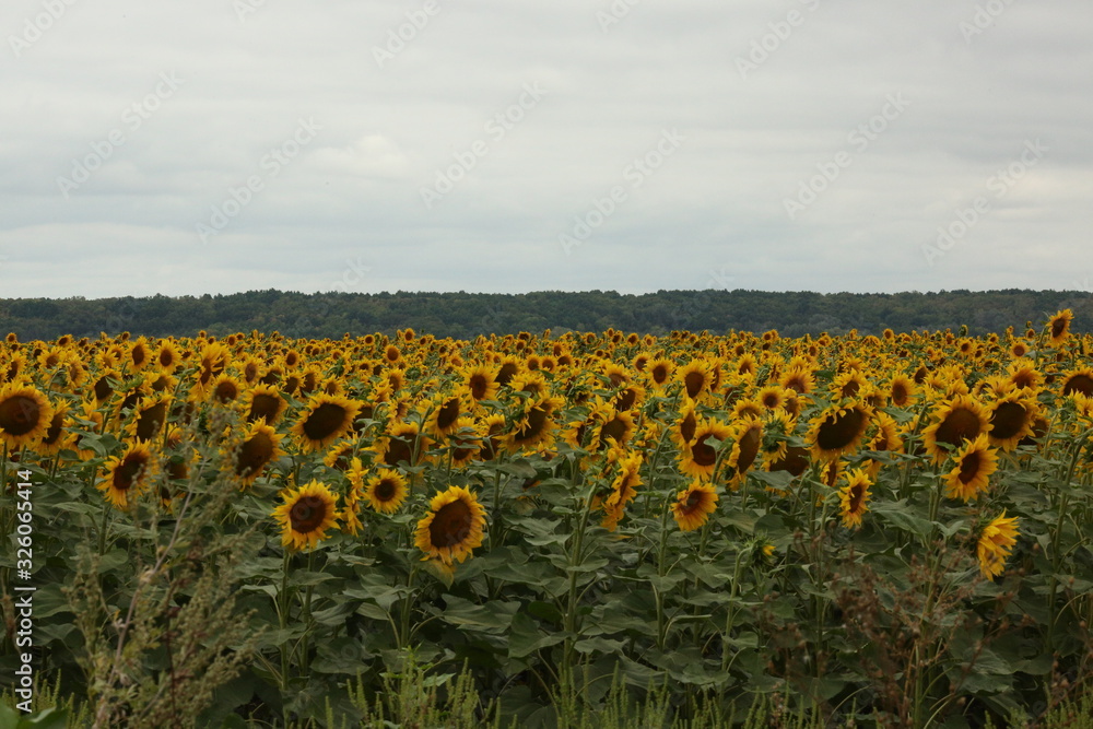 sunflower, field, flower, yellow, sky, summer, nature, agriculture, sunflowers, sun, green, plant, blue, landscape, leaf, blossom, farm, bright, meadow, sunny, rural, growth, beauty, beautiful, crop, 