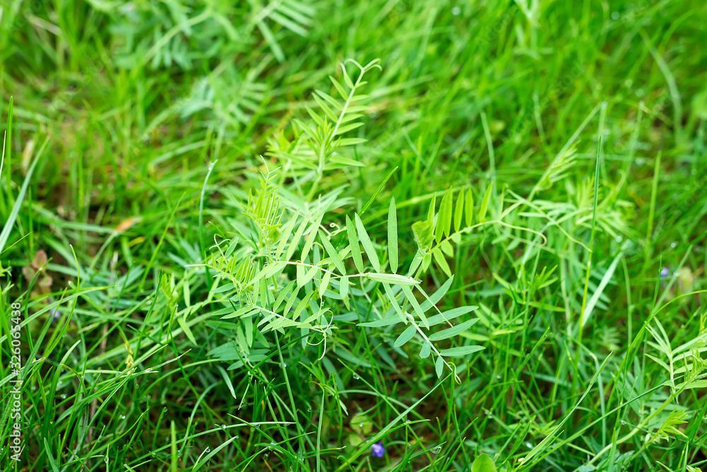 Close up natural background of fresh green grass with small drops of water. Close up natural background of fresh green grass with small drops of water.