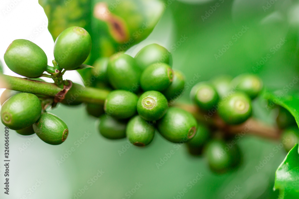 Coffee cherries. Coffee beans on coffee tree, branch of a coffee tree with ripe fruits with dew. Concept Image. Coffee cherries. Coffee beans on coffee tree, branch of a coffee tree with ripe fruits with dew. Concept Image.
