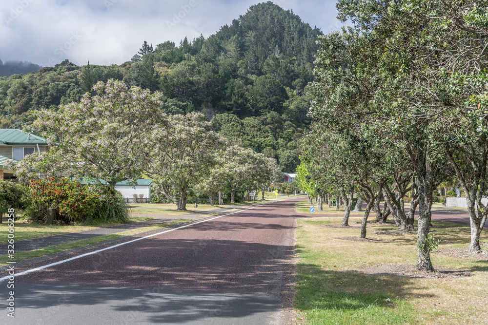 tree-lined road with blossoming trees at touristic village, Pauanui, New Zealand