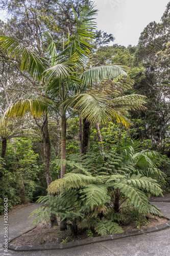 ferns and palms in lush rain forest  Pauanui  New Zealand