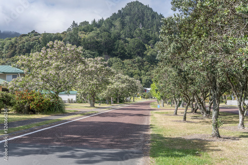 tree-lined road with blossoming trees at touristic village, Pauanui, New Zealand © hal_pand_108