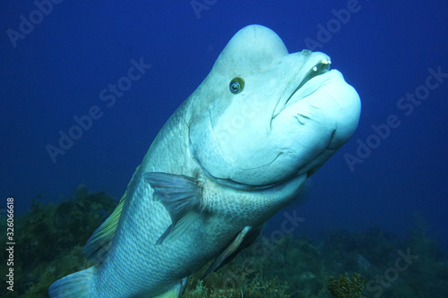 Approaching asian sheepshead wrasse (Semicossyphus reticulatus) in japan sea photo