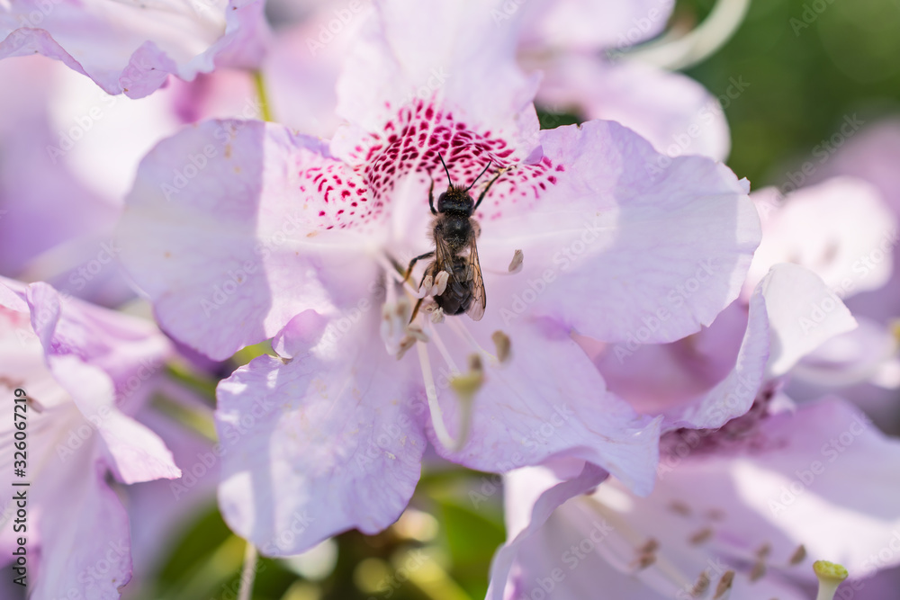 Close-up beautiful blooming azalea rhododendron bush with lilac purple blossom an a honey bee Close-up beautiful blooming azalea rhododendron bush with lilac purple blossom an a honey bee