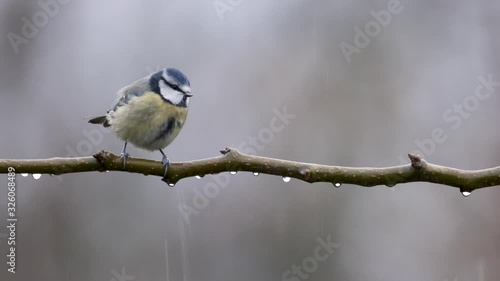 Blue Tit Bird In Rain Shaking Isolated Copy Space On Branch 4K Detailed Close Up Slow Motion