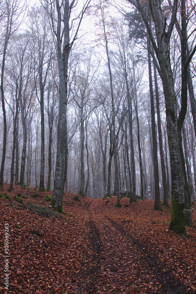 Nebel im Wald 