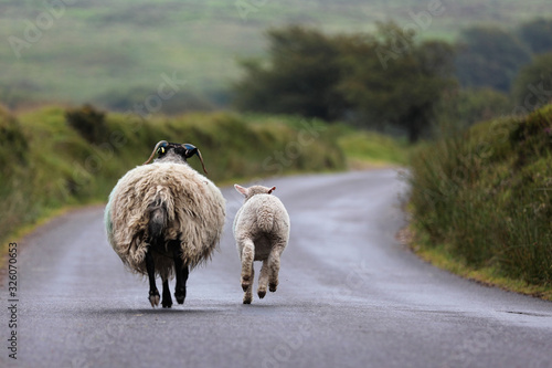 Mother sheep and young lamb trotting along a lane on the moors