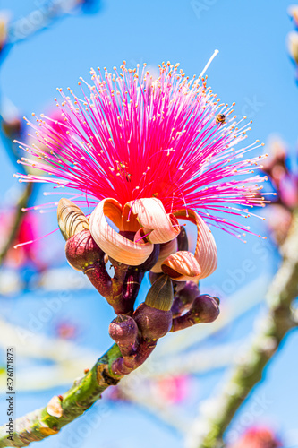 Shaving Bush Tree photo