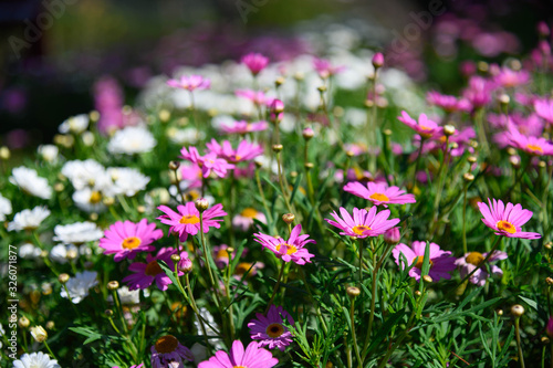 Cosmos flower in the garden.