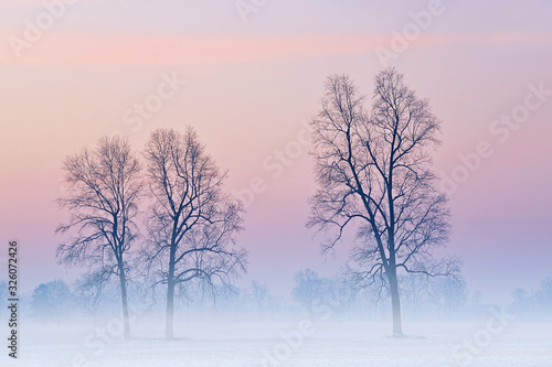 Winter, rural landscape of bare trees in fog at dawn, Michigan, USA