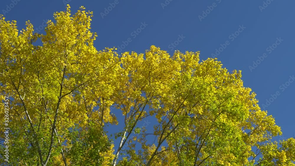 Branches of poplar with yellow leaves on background of blue sky. Bright, sunny autumn day in park. Contemplation of natural beauty. 4K video Branches of poplar with yellow leaves on background of blue sky. Bright, sunny autumn day in park. Contemplation of natural beauty. 4K video