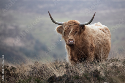 Highland cattle cow standing on open moorland photo