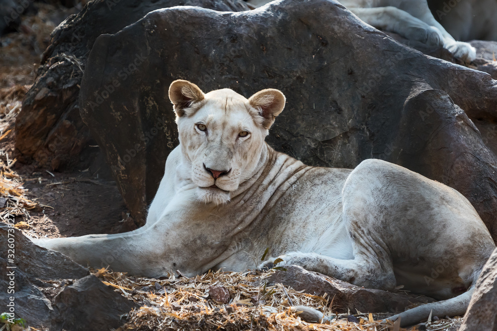 The female white lion The female white lion