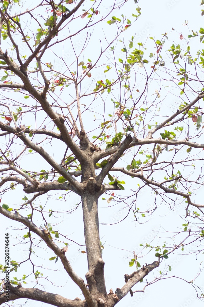 Fototapeta premium tree in spring