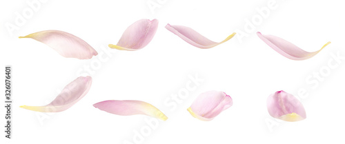 Set of pink tulip petals