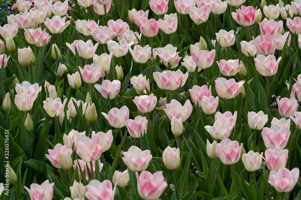 Tulips Tulips