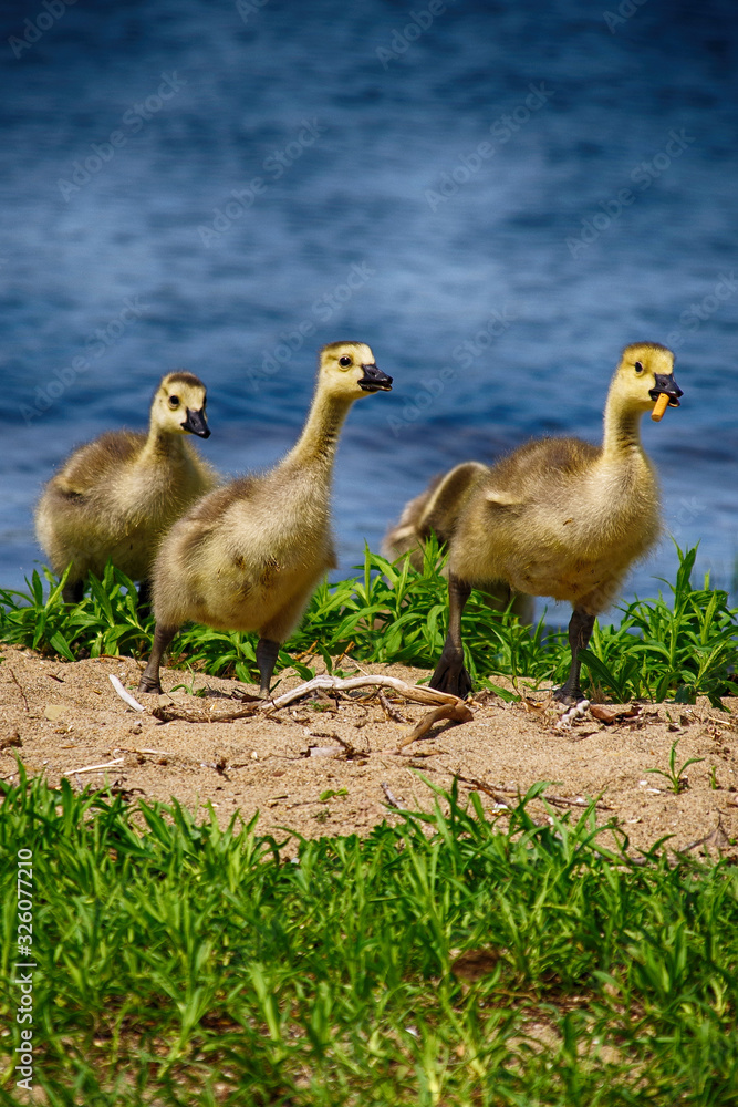 Goslings with a cigarette butt