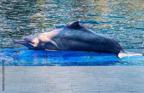 Indo-Pacific Humpback Dolphin They are wise and lovable photo