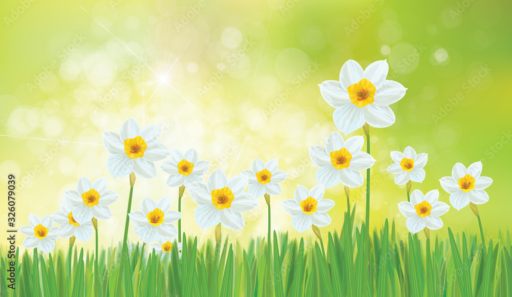 Vector daffodil flowers. Spring background. Vector daffodil flowers. Spring background.