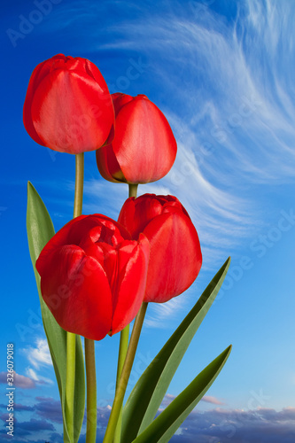 Red tulips on the blue sky