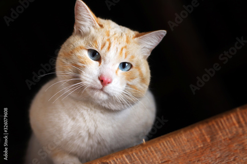 White domestic cat with blue eyes. The cat is looking down. White coat with red spots. © Svetlana
