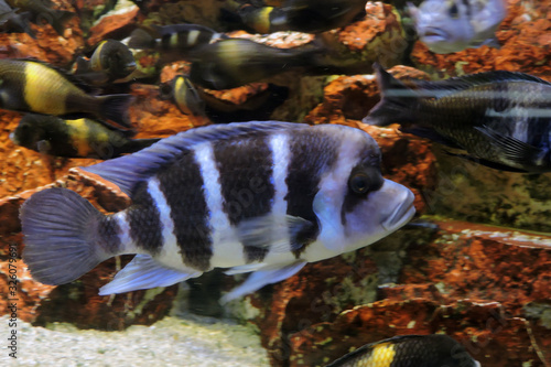 Photography A black and white front cichlid in close-up