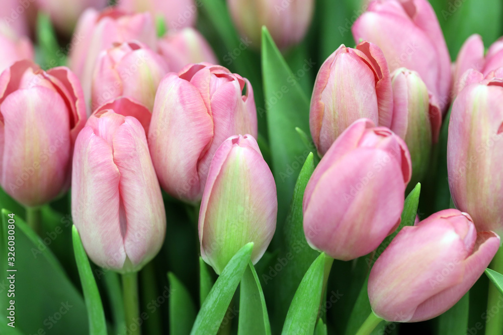 a bouquet of flowers, delicate white and pink tulips a bouquet of flowers, delicate white and pink tulips